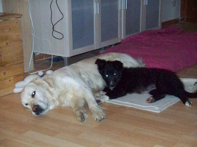 FIDJI Border Collie - Border Collie
