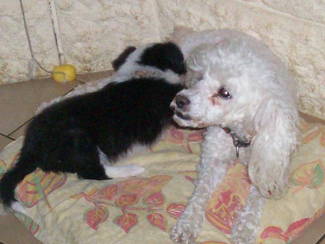 border collie frimousse - Border Collie