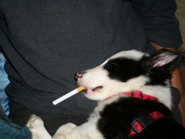 border collie frimousse - Border Collie