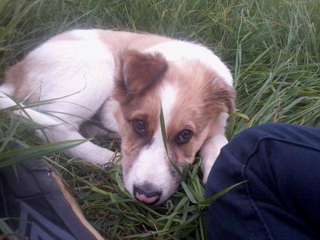 Genesis Border Collie 3mois - Border Collie