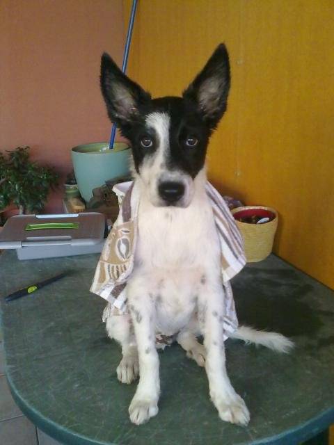 Border collie - Genko - Border Collie