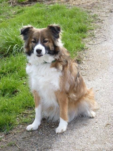 croisé border collie - MOBY - Border Collie