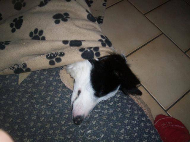 frimousse border collie - Border Collie