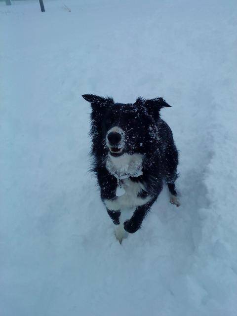 border collie - Zoulou - Border Collie