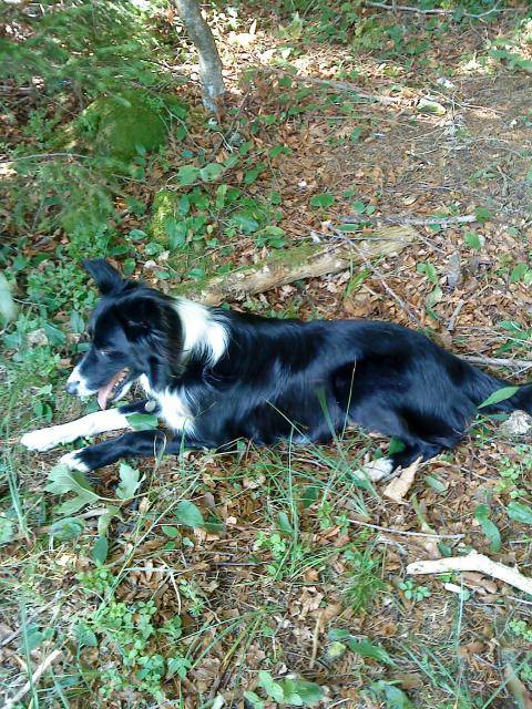 border collie - Zoulou - Border Collie
