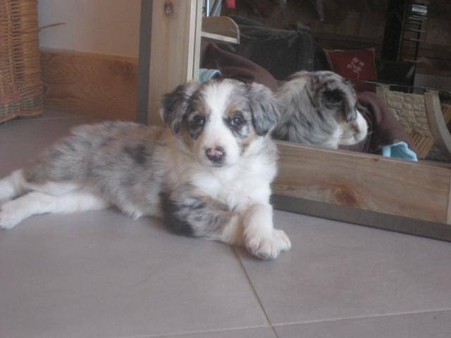 BORDER COLLIE - Border Collie
