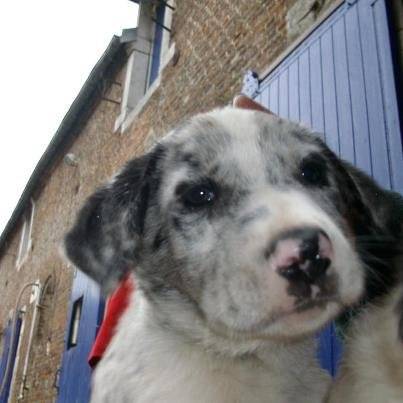 Woodstock, croisé border collie et griffon, 1 mois et demi - Border Collie (1 mois)