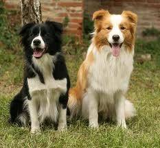 Sania ( La noire la mienne ) Et Kannelle ( a kelly - Border Collie (2 ans)