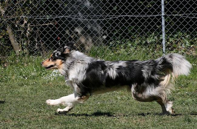 Ghosty Of Maranns Home 1 an - Border Collie