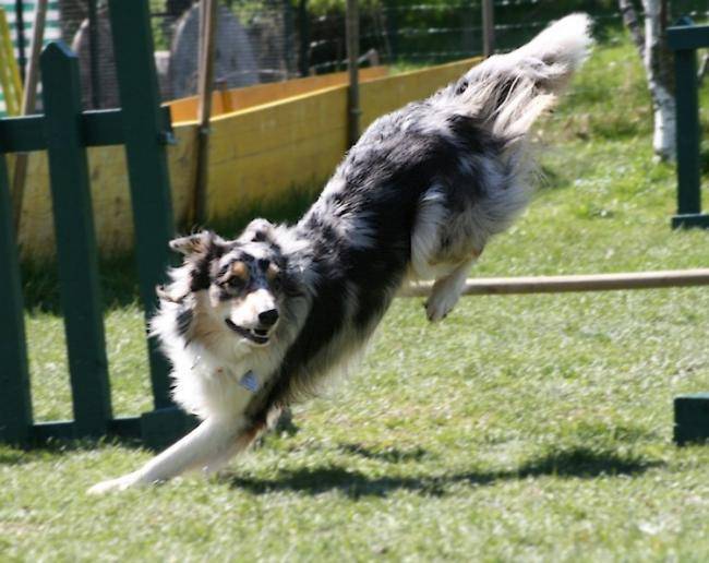 Ghosty Of Maranns Home 1 an - Border Collie