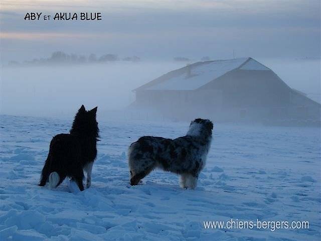Aby et Akua Blue - Border Collie