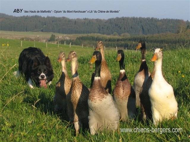 Aby des Hauts de Malforêts - Border Collie
