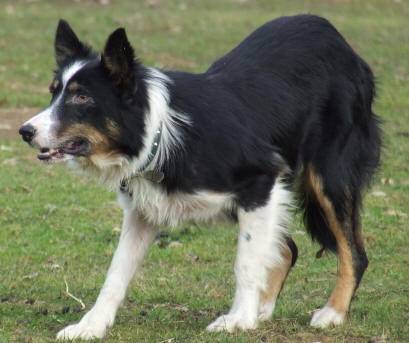 happy - Border Collie Mâle (5 ans)