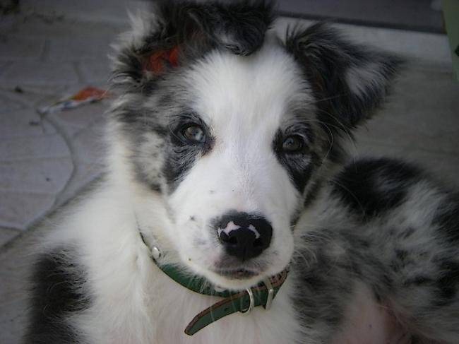 Euréka 2 mois Border Collie Bleu Merle - Border Collie (2 mois)
