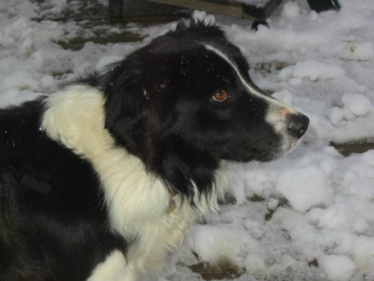 Cachou - Border Collie Mâle (3 ans)