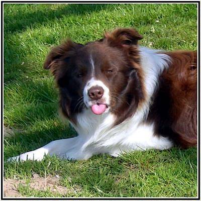 Border Collie chocolat - Border Collie