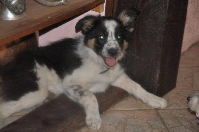 F'Kiwi du Chêne de Nesle - Border Collie