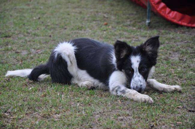 F'Kiwi du Chêne de Nesle 4 mois - Border Collie (4 mois)