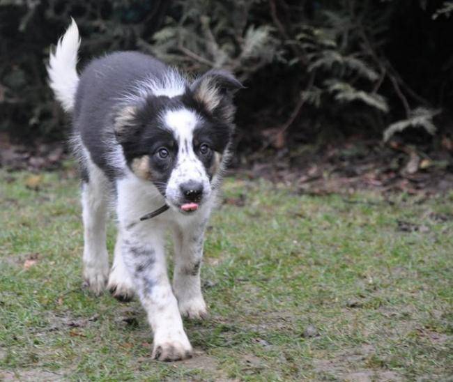 F'Kiwi du Chêne de Nesle - Border Collie
