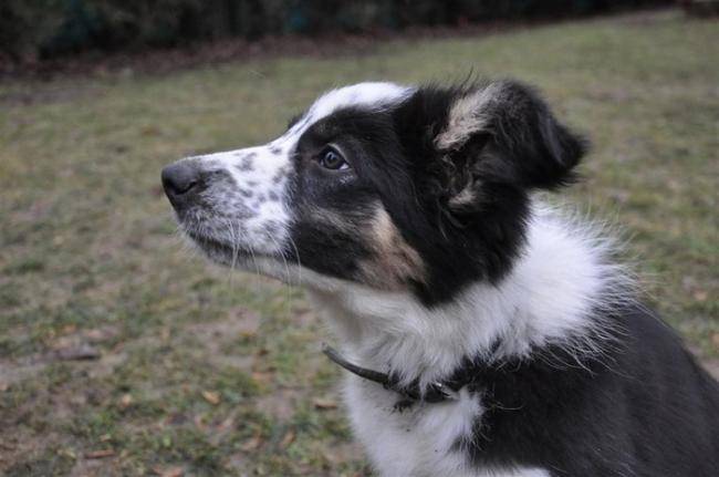 F'Kiwi du Chêne de Nesle 4 mois - Border Collie (4 mois)