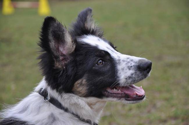 F'Kiwi du Chêne de Nesle portrait - Border Collie