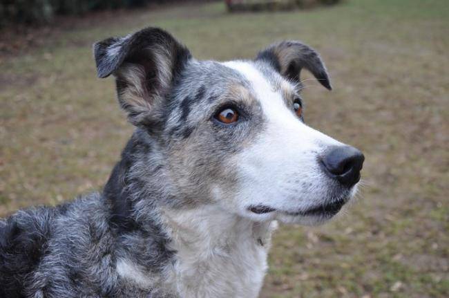 Layla femelle Border Collie portrait - Border Collie