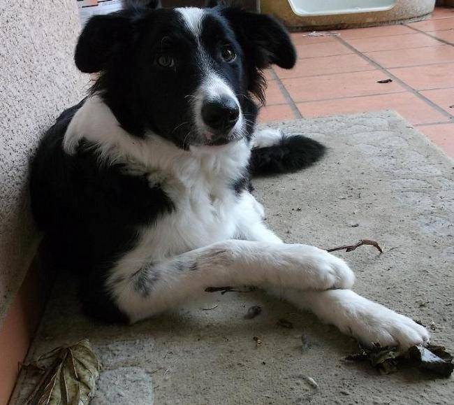Gzenki, Border Collie à 6 mois - Border Collie (6 mois)