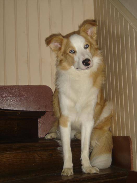 Gold, Border Collie fauve et blanc (non conforme) - Border Collie