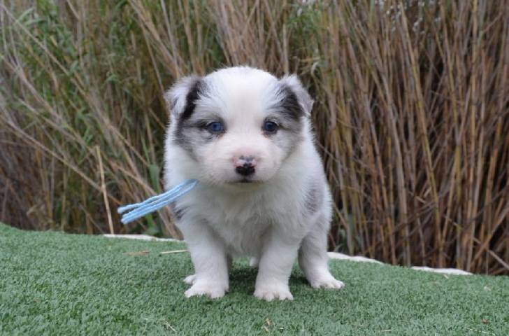 Mavrik - Border Collie Mâle