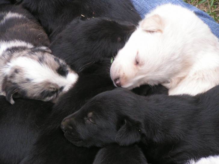 chiot - Border Collie (1 mois)
