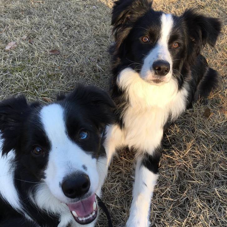 Saba and Saku - Border Collie