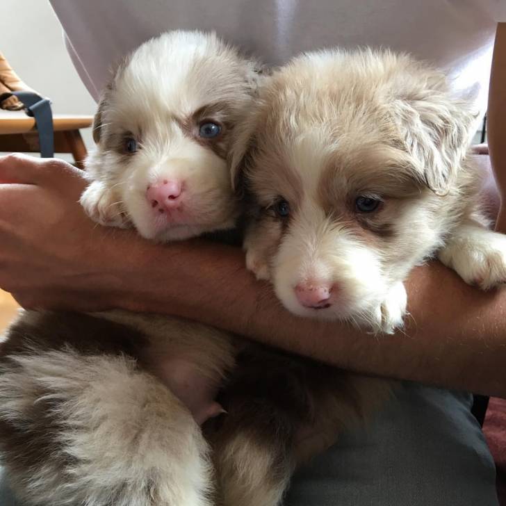 Galio et Yéna bébé - Border Collie (2 mois)