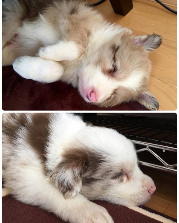 Galio et Yéna bébé - Border Collie (2 mois)