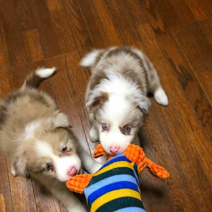 Galio et Yéna bébé - Border Collie (2 mois)