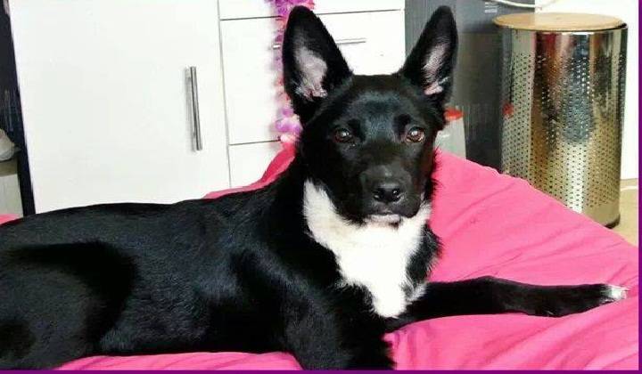 Lahica - Border Collie (4 ans)
