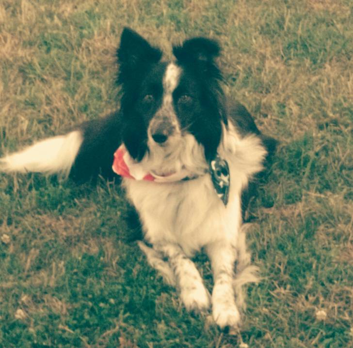 Bojangles "Bo" - Border Collie Mâle (3 ans)