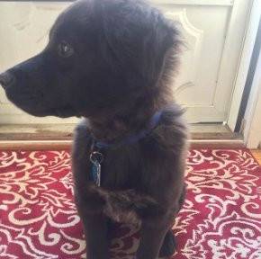 Prancer - Border Collie Mâle (4 mois)