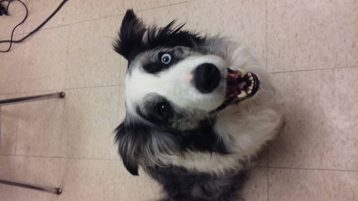 Zest - Border Collie Mâle (4 ans)
