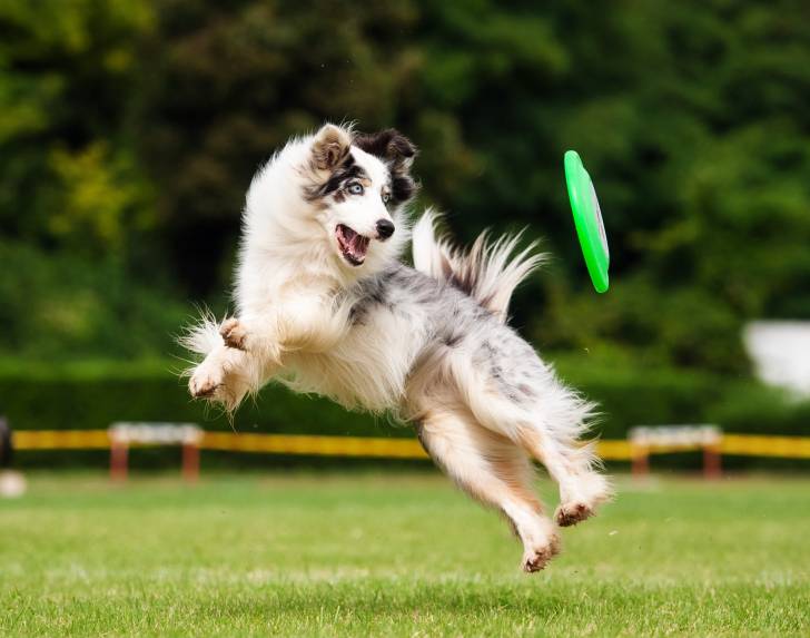 Un Border Collie en train de sauter pour attraper un frisbee 