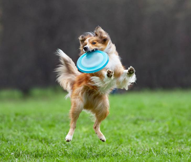 Photo Border Collie