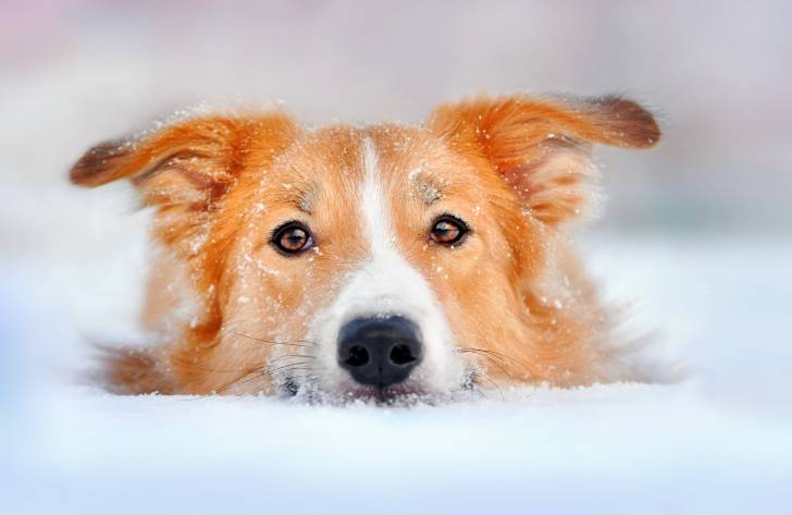 Un Border Collie allongé avec la tête posée entre les pattes 