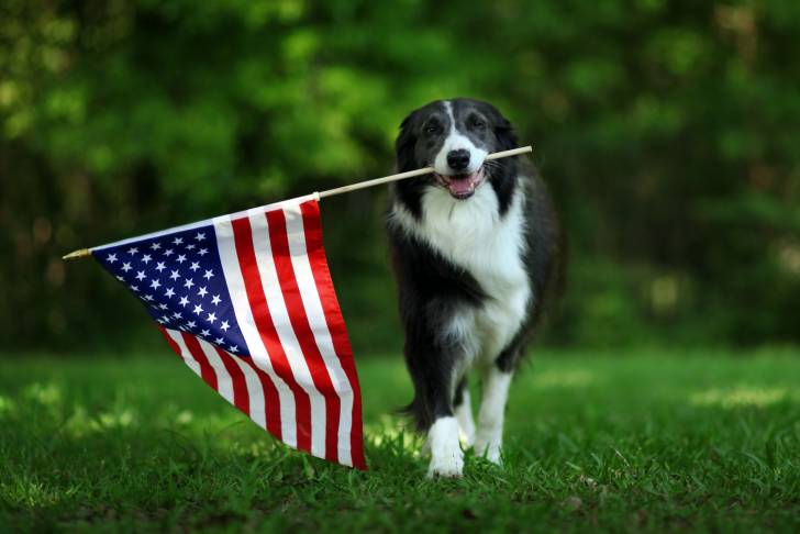 Un Border Collie qui tient un drapeau américain dans sa gueule 