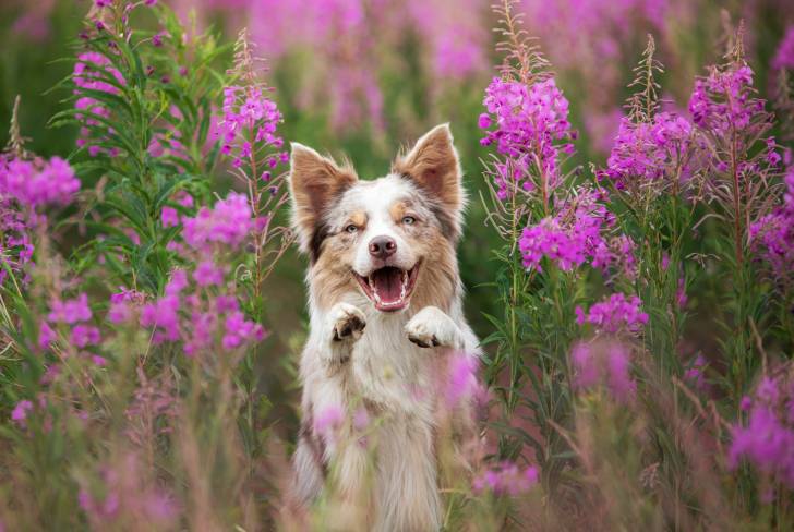 Un Border Collie heureux dans un jardin avec des fleurs violettes