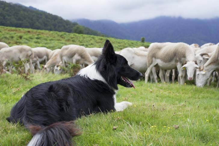Un Border Collie noir et blanc surveille un troupeau de moutons en montagne
