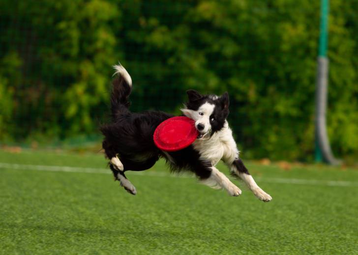 Un Border Collie attrape un frisbee en plein vol