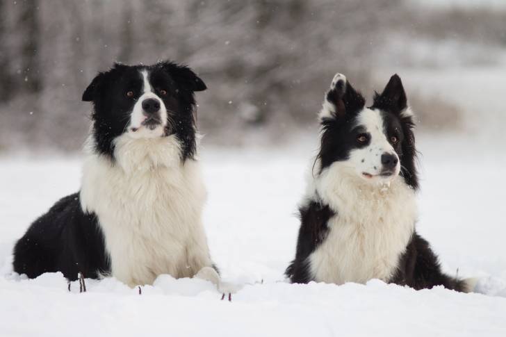 Deux Borders Collies noirs et blancs allongés dans la neige
