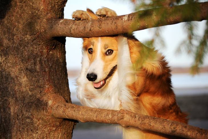Un Border Collie amusant se tient debout contre un arbre