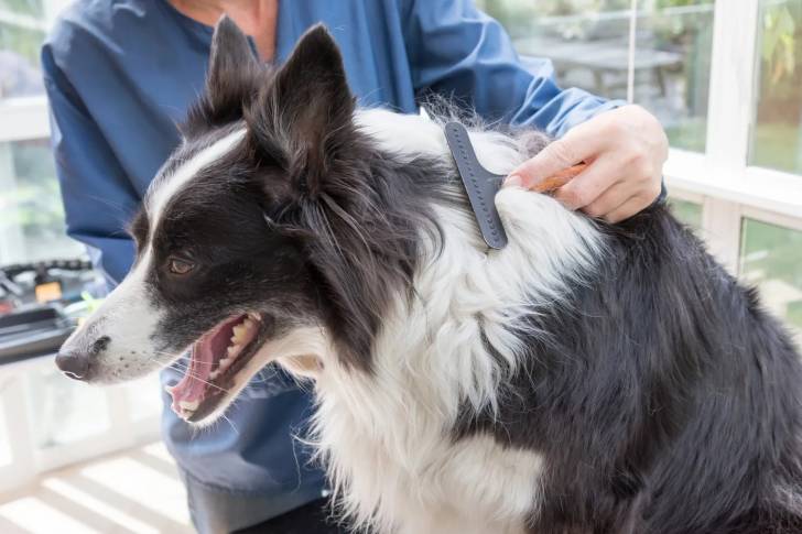 Un Border Collie se faisant brosser le pelage 