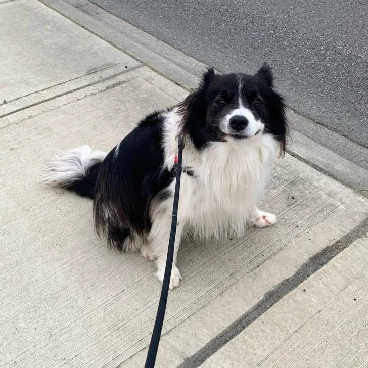 Un Border Collie assis sur un trottoir et qui est tenu en laisse