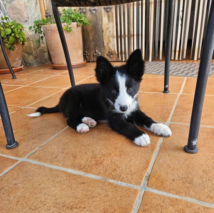 Un Border Collie allongé sur un sol carrelé et regardant vers la caméra